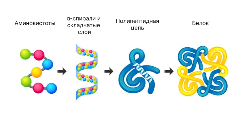 Что такое белок - норма в день
